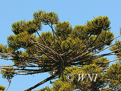 Candelabra Tree (Araucaria angustifolia)